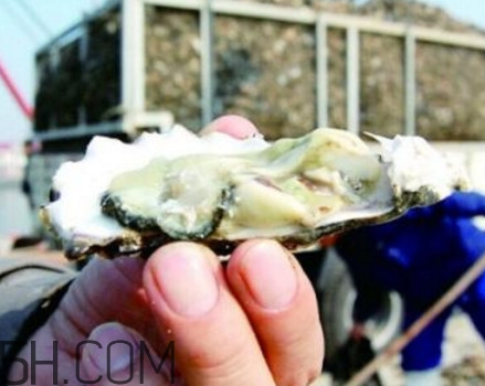 海蠣子是寒性的嗎？海蠣子是蒸還是煮好吃