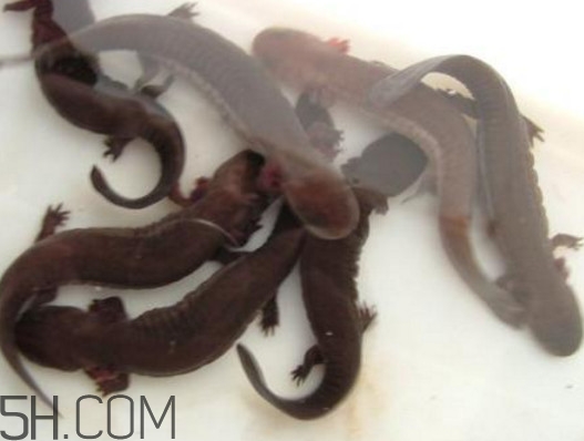娃娃魚(yú)能養(yǎng)嗎？娃娃魚(yú)可以活多久