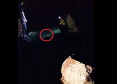 黃金鱸魚是什么品種？黃金鱸魚多少錢一斤