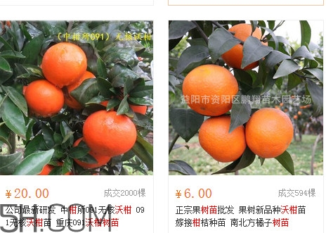 沃柑苗多少錢一株？沃柑為何叫晚熟大王