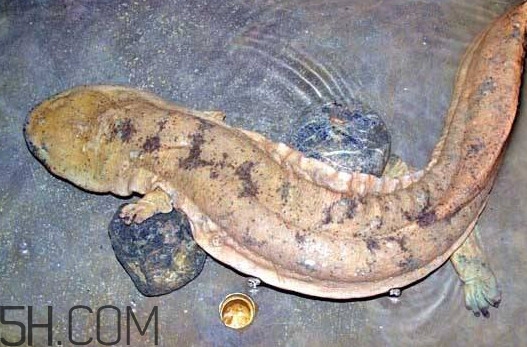 娃娃魚吃什么？娃娃魚是國家?guī)准壉Ｗo動物