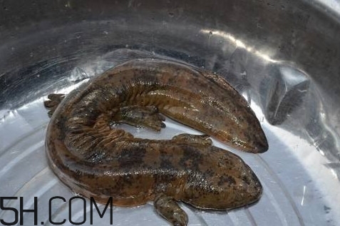 娃娃魚是魚嗎？娃娃魚買賣違法嗎？