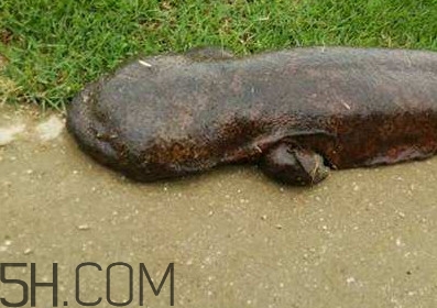 娃娃魚(yú)能養(yǎng)嗎？娃娃魚(yú)可以活多久