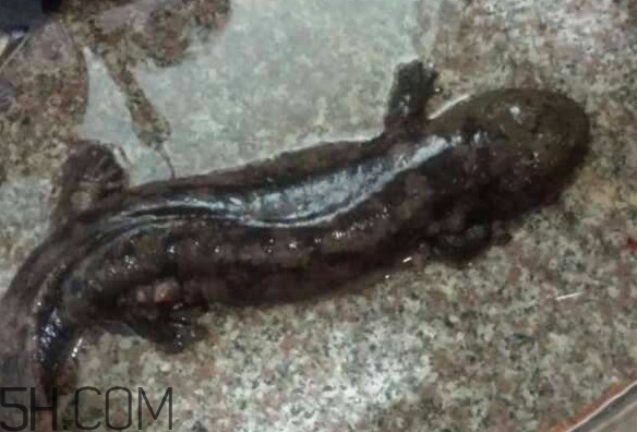 娃娃魚什么時(shí)候會(huì)叫？娃娃魚為什么叫娃娃魚