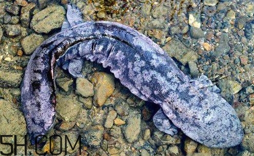 娃娃魚是魚嗎？娃娃魚買賣違法嗎？