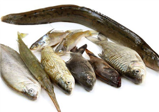 沒有魚刺的魚是哪種魚？如何挑選魚？