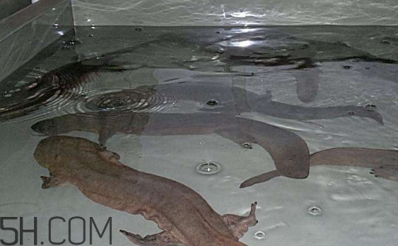 娃娃魚什么時(shí)候會(huì)叫？娃娃魚為什么叫娃娃魚