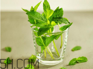 感冒可以喝酒嗎？薄荷治療感冒的方法
