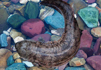 娃娃魚(yú)能治什么病？娃娃魚(yú)可以和金魚(yú)一起養(yǎng)嗎