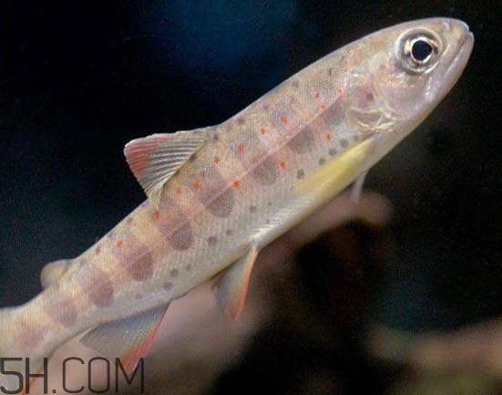 鮭魚是三文魚嗎？鮭魚的營養(yǎng)價值