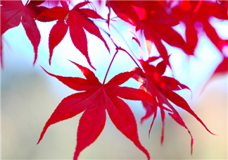 楓葉幾月份最紅？楓葉幾月的時候最美？