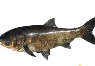 胖頭魚為什么叫胖頭魚？胖頭魚能長到多大