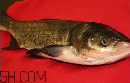 胖頭魚是什么魚？胖頭魚是發(fā)物嗎