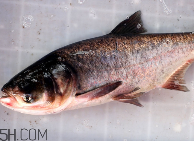 胖頭魚(yú)有什么營(yíng)養(yǎng)？胖頭魚(yú)是鰱魚(yú)嗎