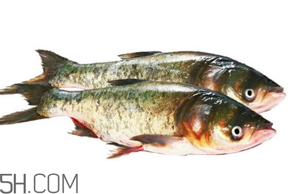 胖頭魚(yú)怎么做好吃？胖頭魚(yú)怎么釣