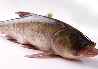 胖頭魚是花鰱魚嗎？胖頭魚是河魚還是海魚