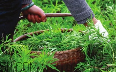 藜蒿多少錢一斤？藜蒿和蘆蒿是同一種菜嗎？