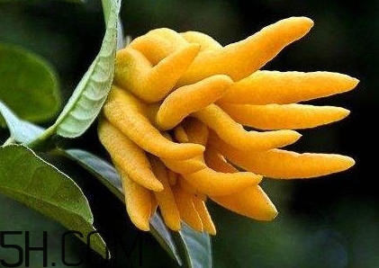 佛手柑泡水喝有什么功效？佛手柑產(chǎn)地在哪兒