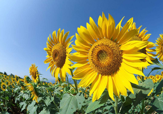向日葵什么時(shí)候開(kāi)花？向日葵什么時(shí)候成熟