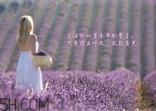 香柏樹薰衣草敏感修復(fù)乳液怎么樣？多少錢？