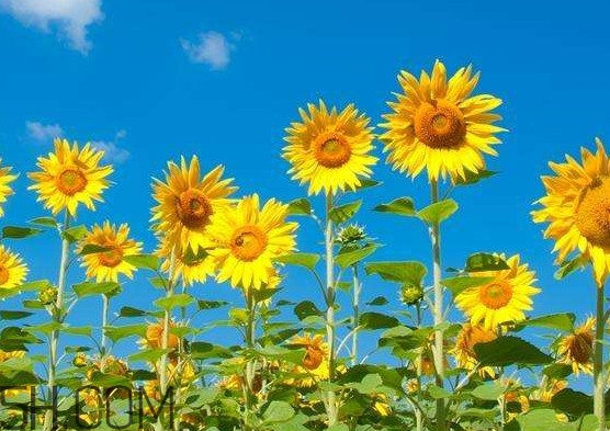 向日葵向什么方向？向日葵的花語是什么