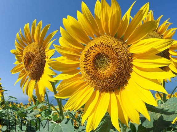 向日葵什么時候開花？向日葵什么時候成熟