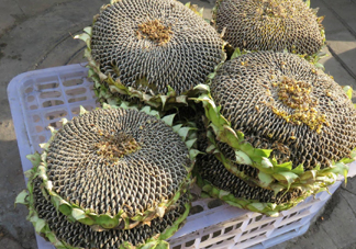 一朵向日葵能結(jié)多少葵花籽？葵花籽為什么也會(huì)致癌