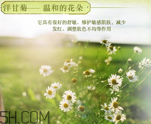 香柏樹德國(guó)洋甘菊純露怎么樣 洋甘菊純露怎么用