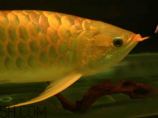 什么魚(yú)和金龍魚(yú)一起養(yǎng)好？金龍魚(yú)怎么養(yǎng)
