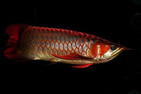 金龍魚是怎么繁殖？養(yǎng)金龍魚有什么講究