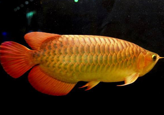 金龍魚能吃嗎？紅龍魚貴還是金龍魚貴