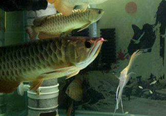 金龍魚是怎么繁殖？養(yǎng)金龍魚有什么講究