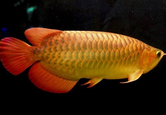 什么魚(yú)和金龍魚(yú)一起養(yǎng)好？金龍魚(yú)怎么養(yǎng)