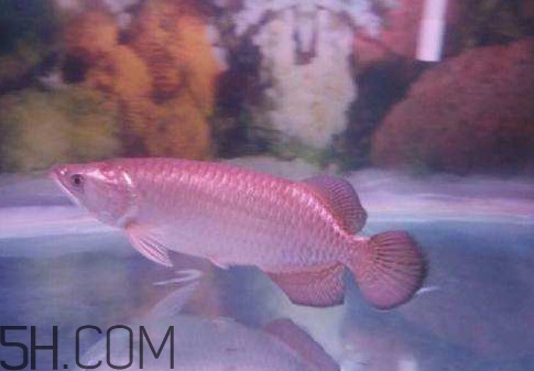 金龍魚是怎么繁殖？養(yǎng)金龍魚有什么講究