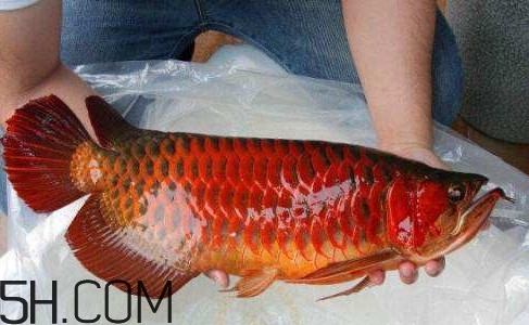 金龍魚(yú)能吃嗎？紅龍魚(yú)貴還是金龍魚(yú)貴