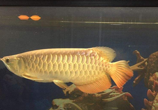 金龍魚是什么魚？金龍魚多少錢一條