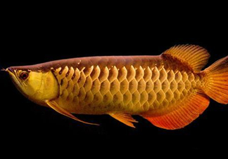 什么魚和金龍魚一起養(yǎng)好？金龍魚怎么養(yǎng)