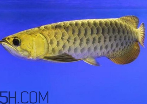金龍魚是怎么繁殖？養(yǎng)金龍魚有什么講究