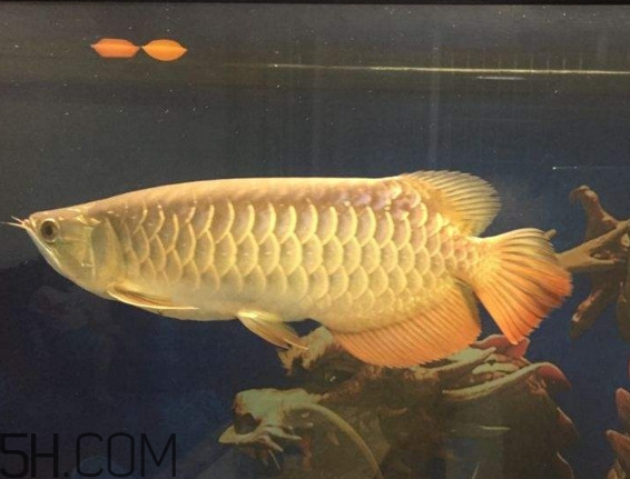 金龍魚是什么魚？金龍魚多少錢一條