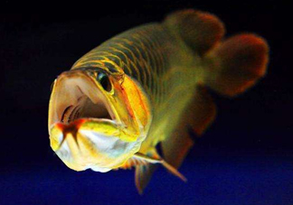 金龍魚有什么寓意？金龍魚有幾個品種