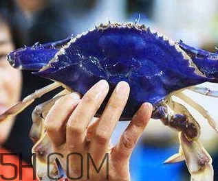 藍(lán)色梭子蟹可以吃嗎？梭子蟹蟹腿變藍(lán)可以吃嗎