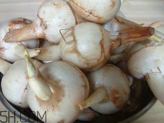 慈菇是什么？慈菇怎么吃