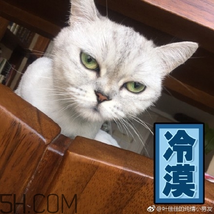 你個臭居居什么意思？你個臭居居表情包