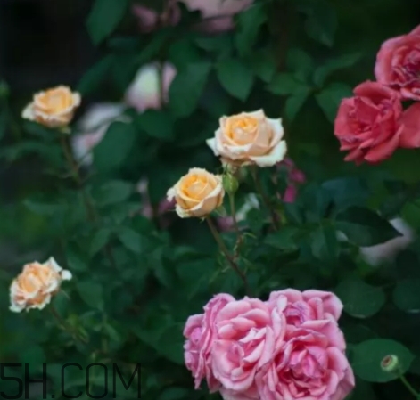 香水工坊茶玫瑰tea rose好聞嗎？tea rose香水有假貨嗎？