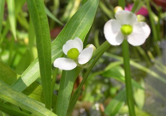 慈菇什么時候種？慈菇什么季節(jié)有