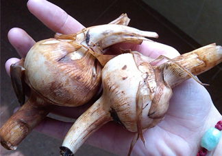 慈菇是什么？慈菇怎么吃