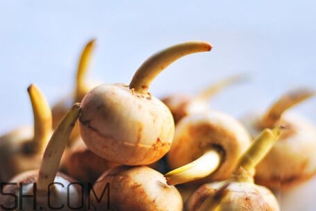 慈菇是什么？慈菇怎么吃