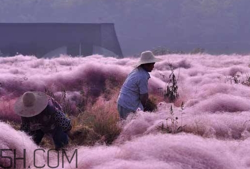 粉黛亂子是什么植物？粉黛亂子草花語