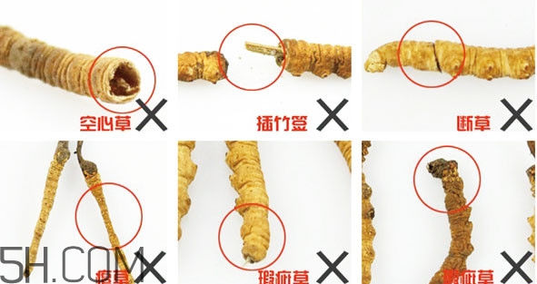冬蟲夏草有假的嗎？冬蟲夏草不抗癌