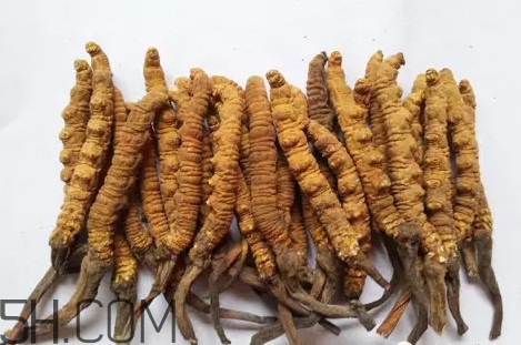 冬蟲夏草真的冬天是蟲夏天是草嗎？冬蟲夏草是怎么長(zhǎng)成